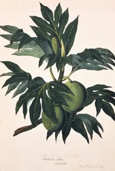 Ein Ast des Brotfruchtbaums mit Früchten, ca. 1773