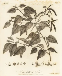 Moorbirke, Betula pubescens