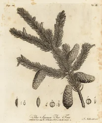 Gemeine Fichte, Picea abies