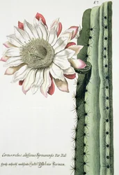 Cereus Erectus Altissimus Syrinamensis aus Phythanthoza Iconographica, veröffentlicht in Deutschland, 1737-45