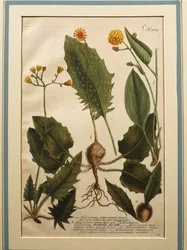 Mauer-Habichtskraut, kolorierte Gravur
