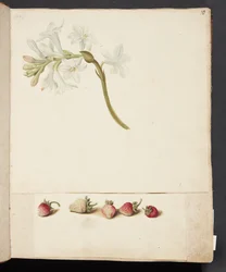 Studie einer Blume und Erdbeere
