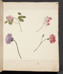 Studie von Blumen