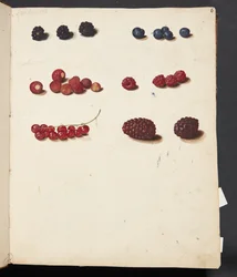 Studie von verschiedenen Beeren