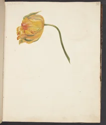 Studie einer gelben Tulpe