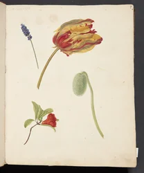 Studie von Tulpen und anderen Blumen