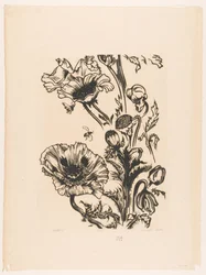 Studie Papaver