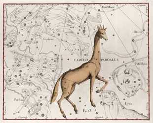 Die Konstellation der Giraffe, Tafel aus „Firmamentum Sobiescanum sive Uranographia“ von Johannes Hevelius