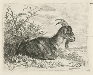 Liegender Bock