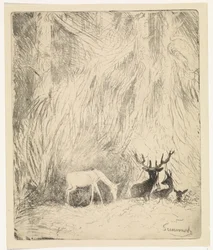 Hirsche in einem böhmischen Wald