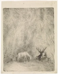 Hirsche in einem böhmischen Wald