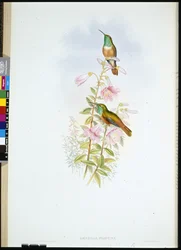 Amazilie (Amazilia Pristina)