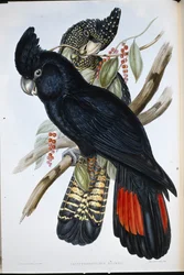 Banks-Rabenkakadu (Calyptorhynchus banksii)