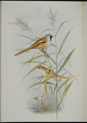Bartmeise (Calamophilus Biarmicus)