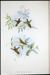 Gürtel-Einsiedler (Phaethornis Nigrocinctus) und Bischofseinsiedler (Phaethornis Episcopus)