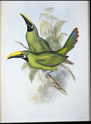Schwarzkehl-Rillenschnabel-Tukan (Aulacoramphus Atrogularis)