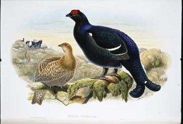 Birkhahn (Tetrao tetrix)
