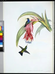 Blaubrust-Saphir (Eucephala Hypocyanea)