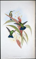Blaugeschwänzter Mango-Kolibri (Lampornis Viridis)