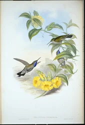 Blaukehl-Cazique (Delattria Clemenciae)