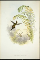 Bourciers Einsiedler (Phaethornis Bourcieri)