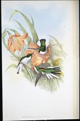 Brasilianische Fee (Heliothrix Auriculatus)
