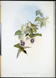 Chilenische Feuerkrone