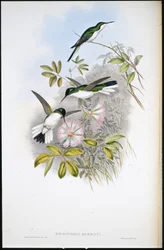 Kolumbianische Fee (Heliothrix Barroti)
