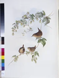 Zaunkönig (Troglodytes Europeus)