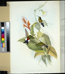Kupferbauch-Puffbein (eriocnemis cupreiventris)