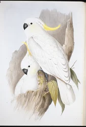 Hauben-Kakadu (Cacatua Galerita)