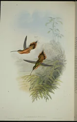 De Fillipis Einsiedler (Phaethornis Philippi)