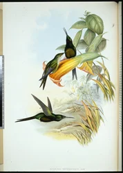 Kaiserin-Kolibri (Eugenia Imperatrix)