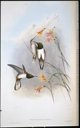 Estellas Bergstern-Kolibri (Oreotrochilus Estella)