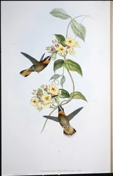 Fahlgeschwänzter Bartkehl-Kolibri (Threnetes Cervinicauda)