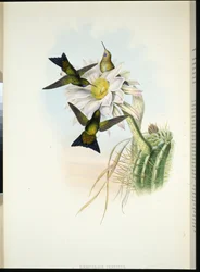 Glühender Puff-leg (Eriocnemis Vestitus)