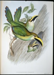 Goldgrüner Rillenschnabel-Tukan (Aulacoramphus Prasinus)