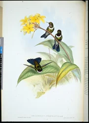 Gorgeted Sonnenengel (Heliangelus Strophianus)