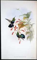 Grasgrünbrust-Karib (Eulampis Chlorolaemus)