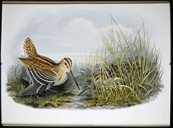 Großer Schnepfenvogel (Gallinaco Major)