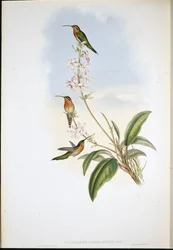 Grünschwanz-Einsiedler (Phaethornis Viridicaudata)