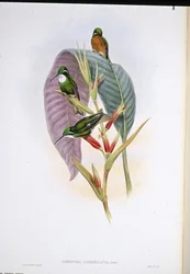 Grauschwanzkolibri (Oreopyra cinereicauda)