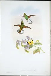 Grauer Streifenschwanz