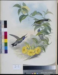 Kolibris (Delattria Clemenciae)