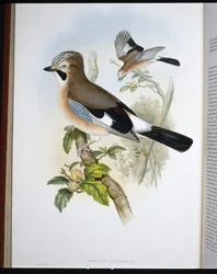 Eichelhäher (Garrulus Glandarius)