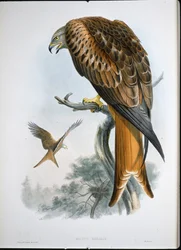 Rotmilan (Milvus Regalis)