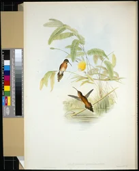 Longuemare-Einsiedler (Phaethornis Longuemareus)