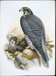 Norwegischer oder Gerfalke (Falco Gyrfalco)