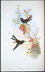 Elsterkolibri (Urochroa Bougieri)