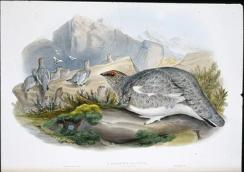 Schneehuhn (Herbstgefieder)